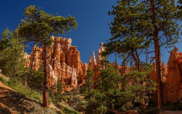 Earth Bryce Canyon National Park National Park Tree Utah Nature Rock HD Wallpaper | Background Image