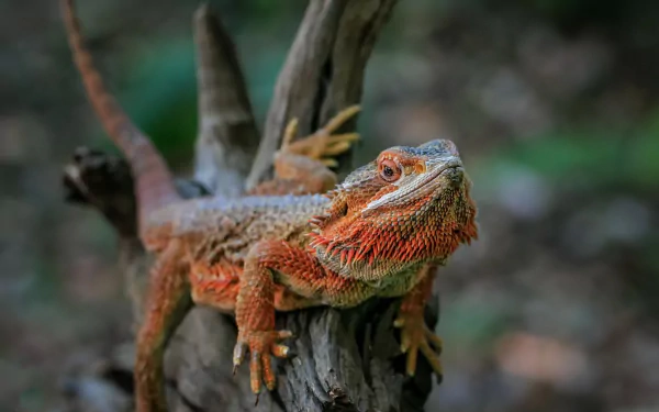 lizard Animal Bearded Dragon HD Desktop Wallpaper | Background Image