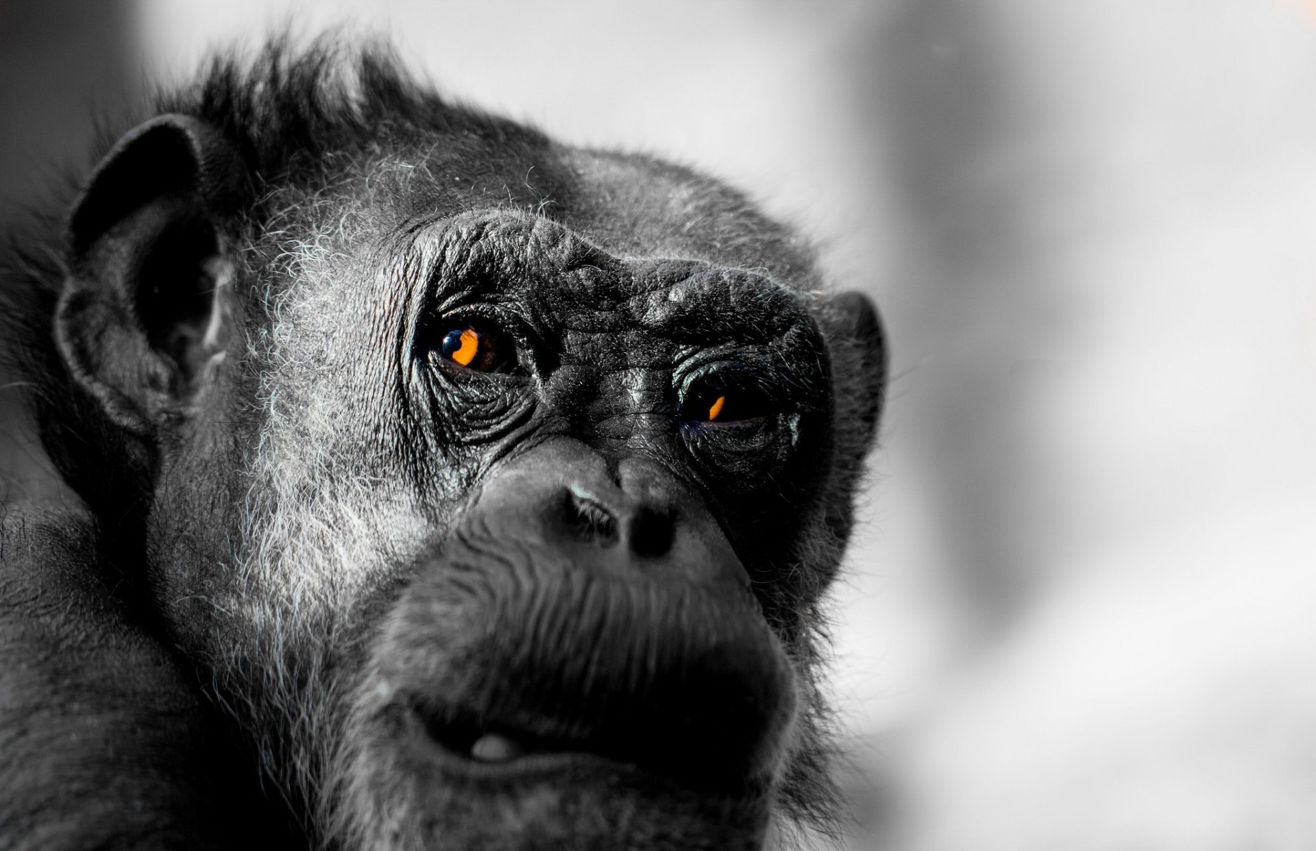 Monkey Gaze: HD Primate Close-Up Wallpaper | 2047x1324 | Wallpaper Abyss