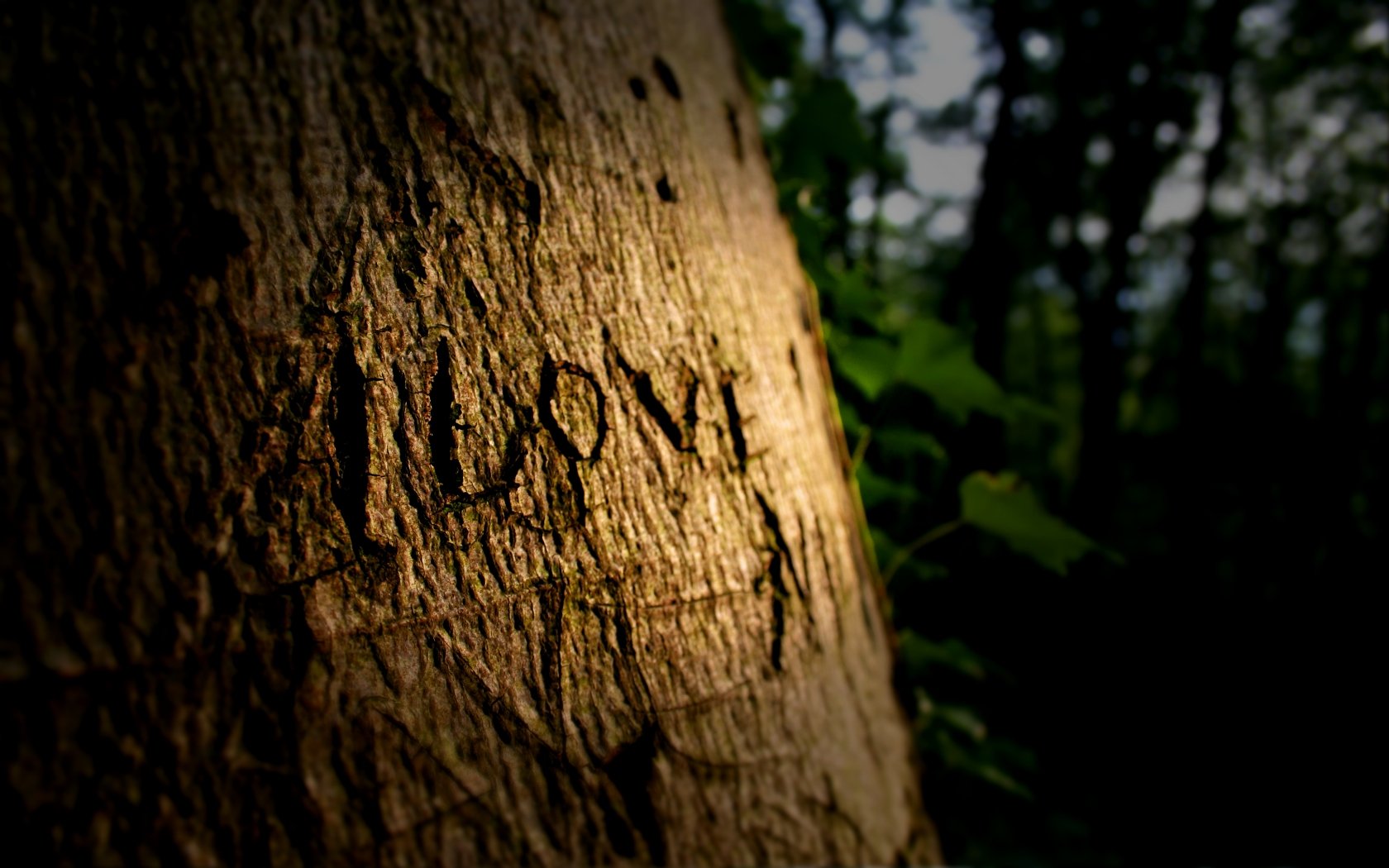 Close-up of a tree trunk with the word ALONE carved into it, illuminated by soft light, surrounded by greenery. This HD desktop wallpaper adds a touch of nature to your background.