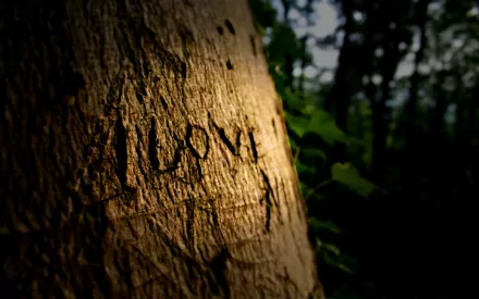 Close-up of a tree trunk with the word ALONE carved into it, illuminated by soft light, surrounded by greenery. This HD desktop wallpaper adds a touch of nature to your background.