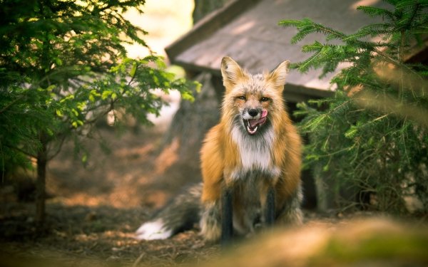 Animal Fox Depth Of Field HD Wallpaper | Background Image