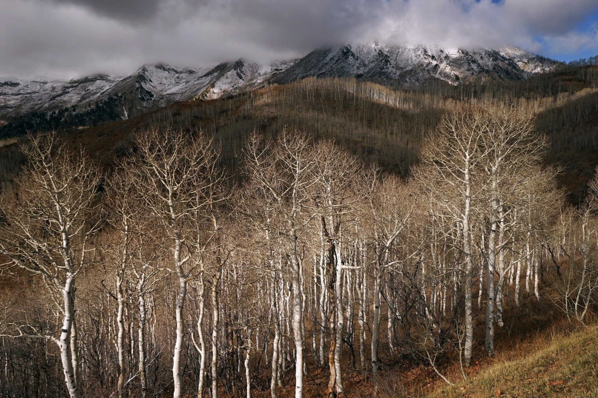 Download Fall Landscape Nature Forest HD Wallpaper