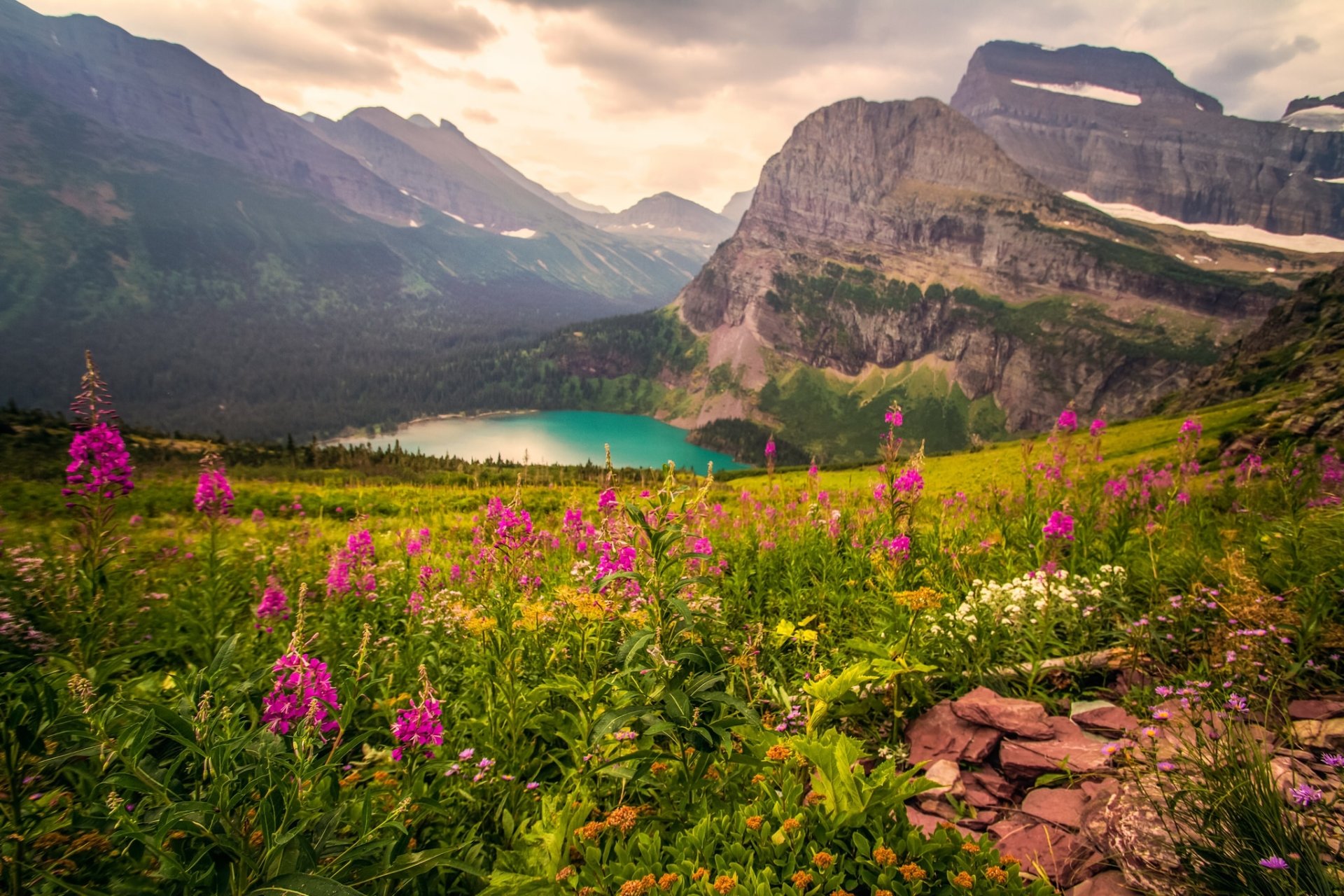 Download Pink Flower Flower Mountain Lake Nature Landscape HD Wallpaper