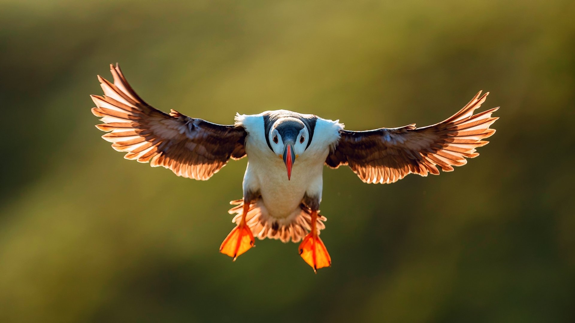 Download Bird Animal Puffin HD Wallpaper