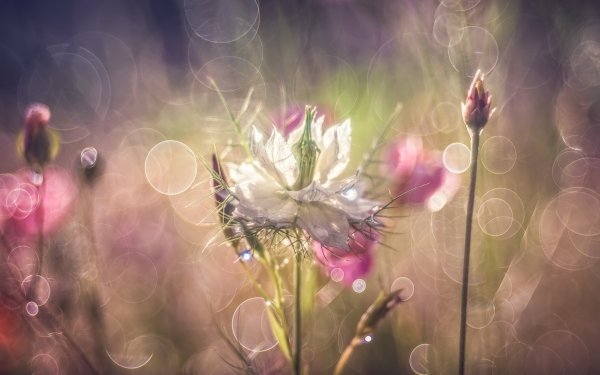 Nature Flower Flowers Bokeh White Flower HD Wallpaper | Background Image