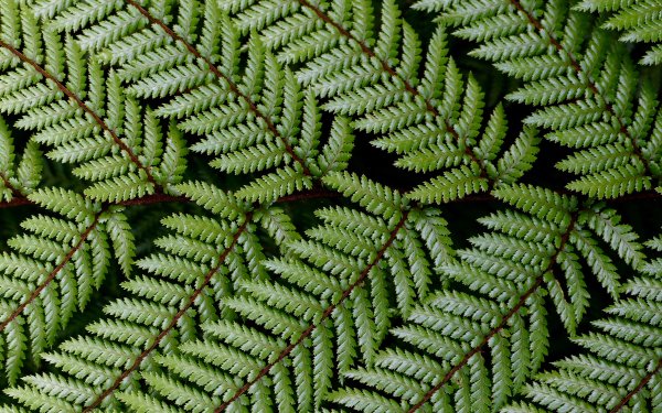 Earth Fern Leaf Nature Green HD Wallpaper | Background Image