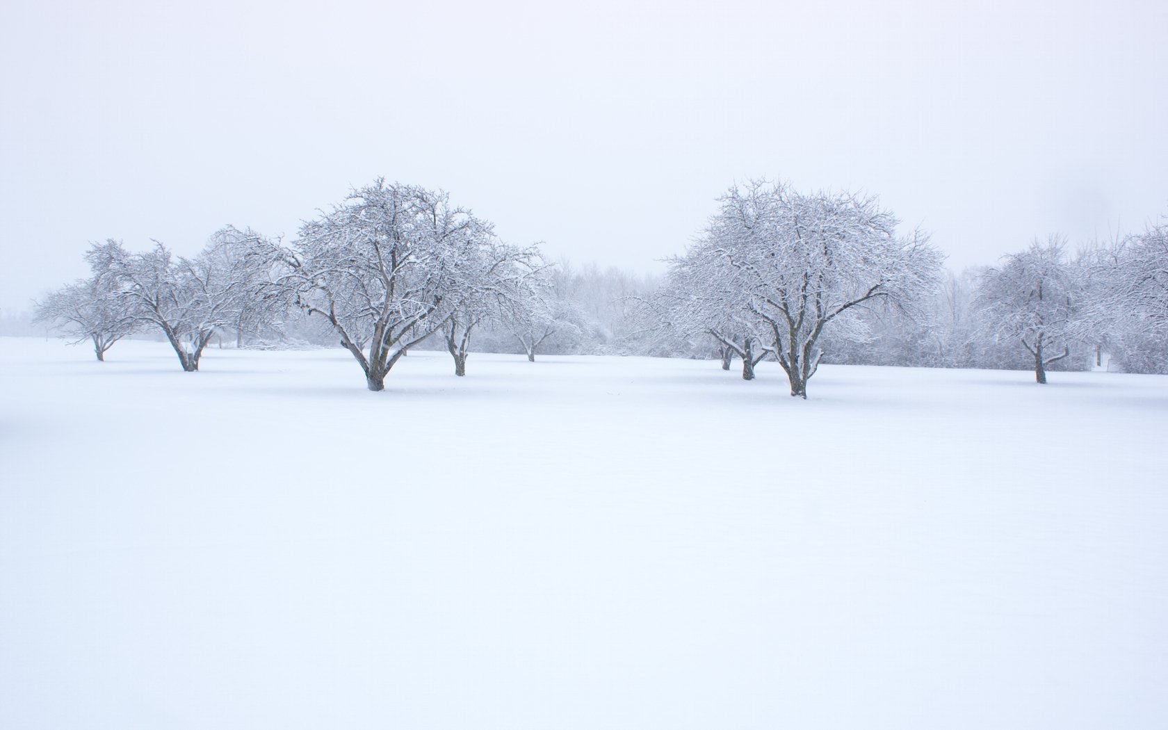 HD PC desktop wallpaper of a serene winter landscape featuring snow-covered trees and a vast white field under a pale, overcast sky.