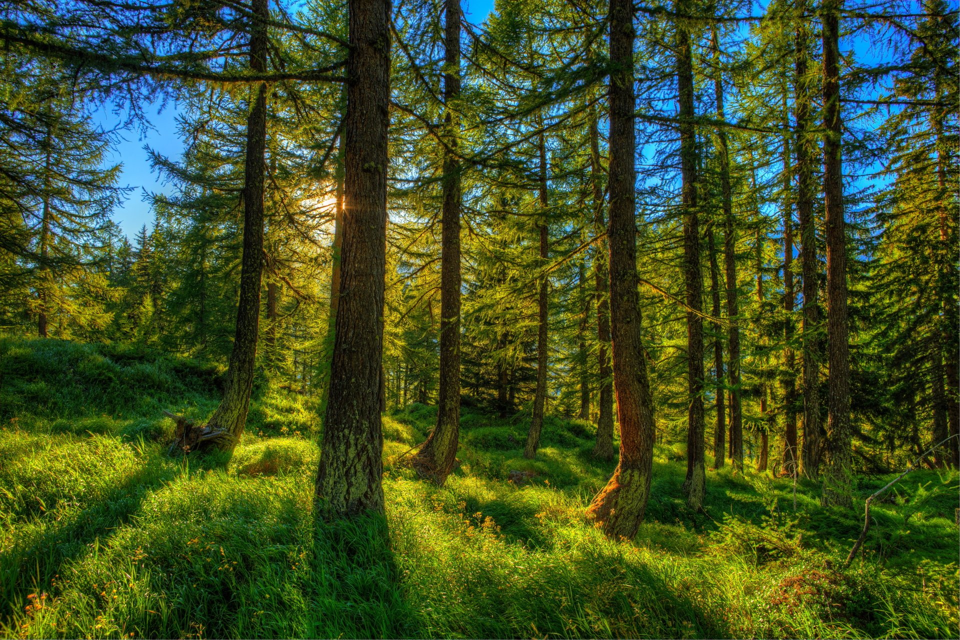 Download Tree Sunbeam Grass Nature Forest  4k Ultra HD Wallpaper