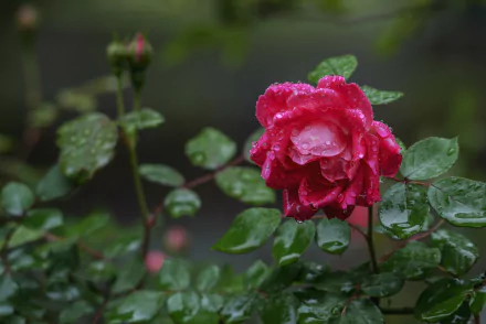 HD PC desktop wallpaper of a pink rose blooming on a dewy rose bush, water droplets cling to petals and glossy green leaves in a close-up nature shot.