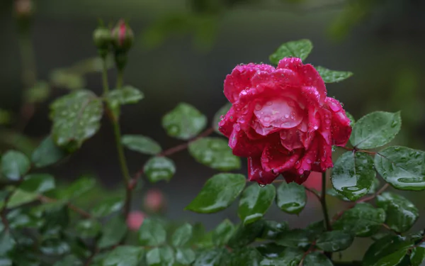 HD PC desktop wallpaper of a pink rose blooming on a dewy rose bush, water droplets cling to petals and glossy green leaves in a close-up nature shot.