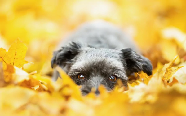 stare lying down blur fall leaf dog Animal terrier HD Desktop Wallpaper | Background Image