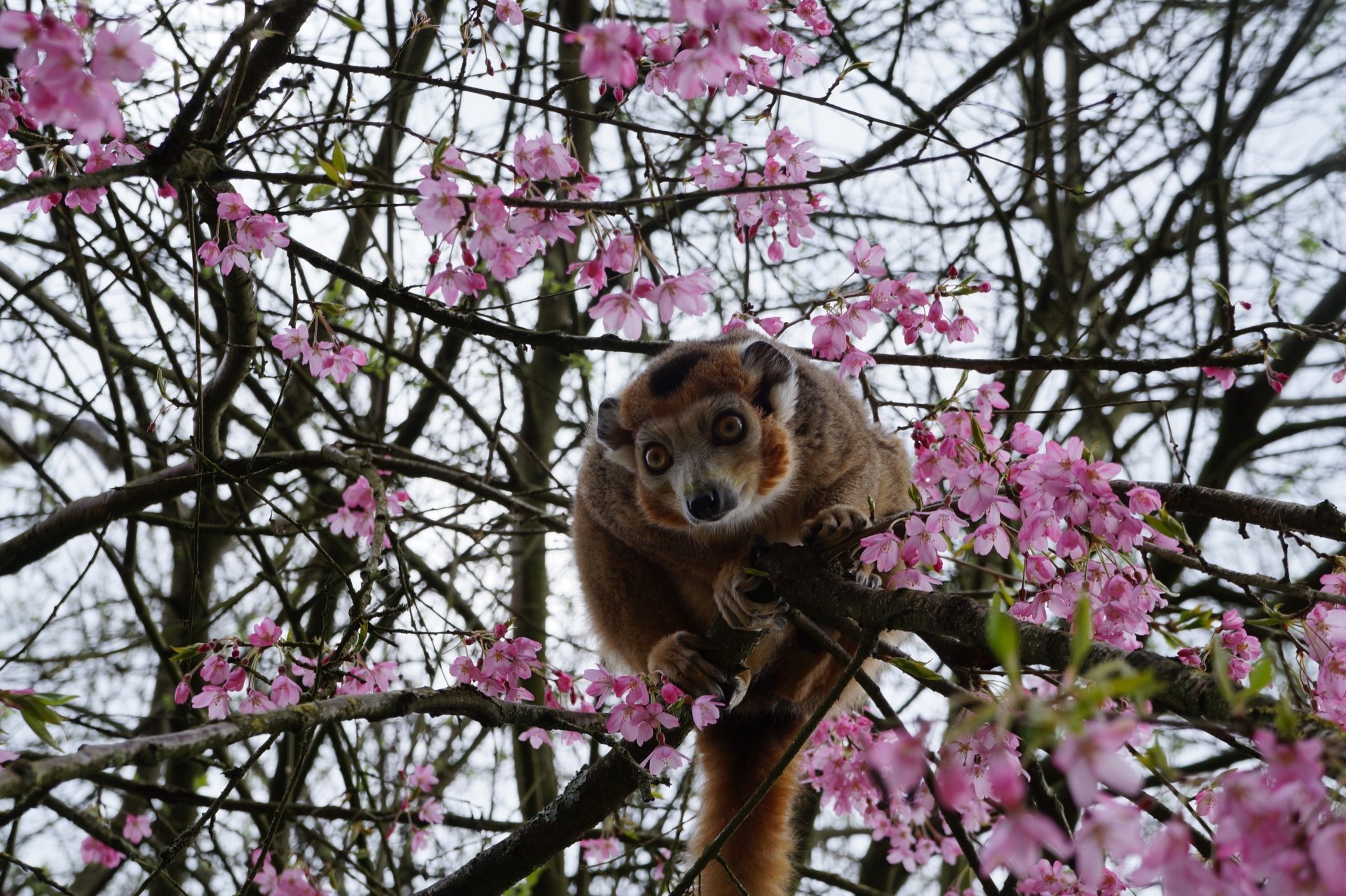 4K Ultra HD Primate Among Pink Blossoms on Branch | 5456x3632 ...
