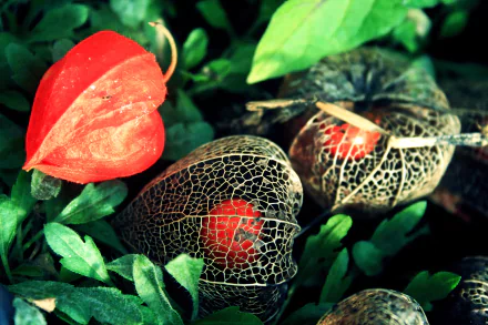  Orange Physalis Flowers