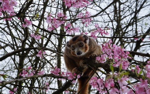 Animal Monkey Monkeys Primate Branch Flower Pink Flower HD Wallpaper | Background Image