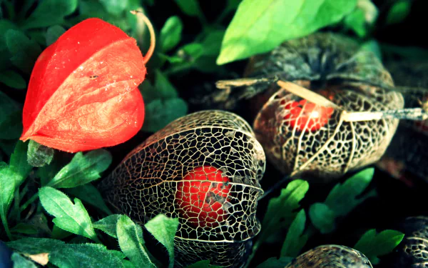  Orange Physalis Flowers