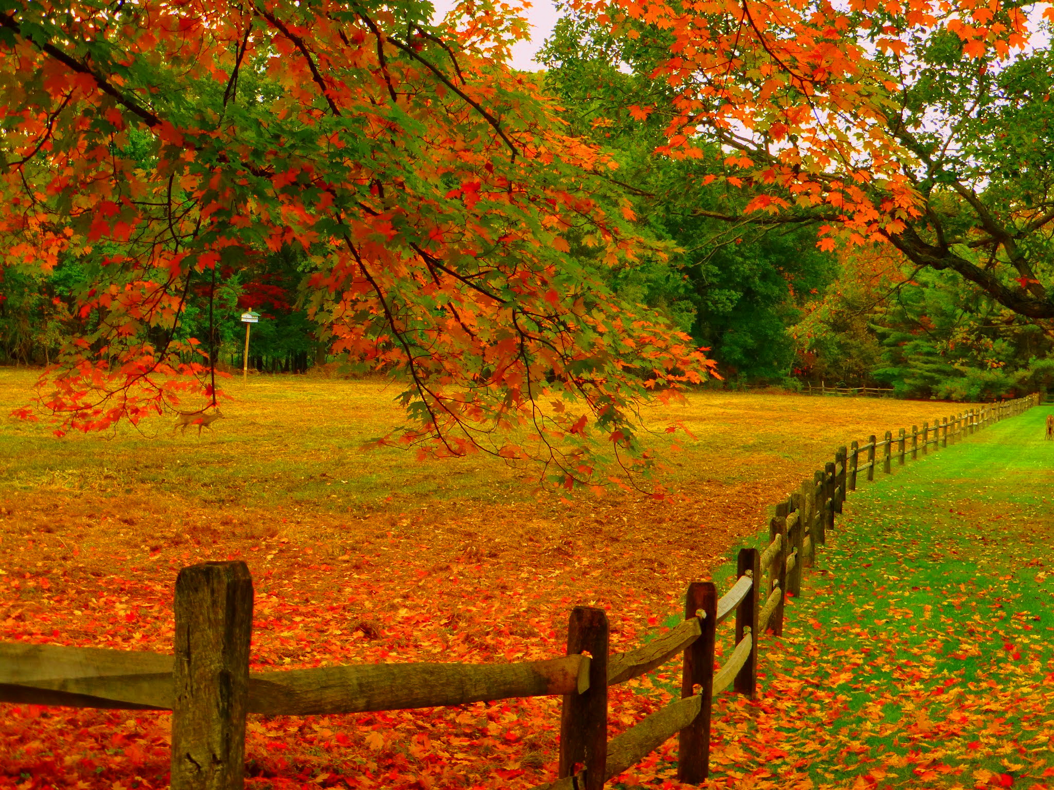 Fence in Autumn Park