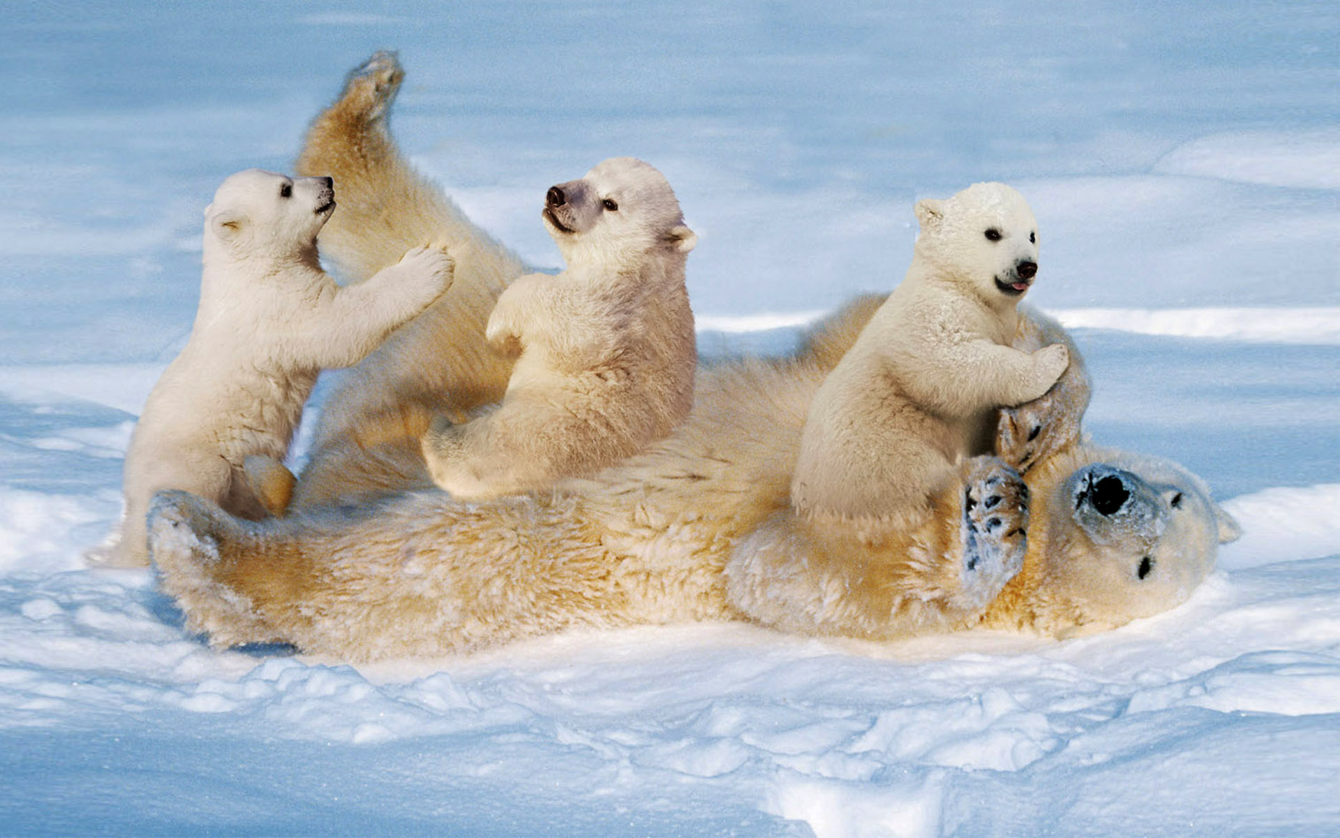 Animal Polar Bear HD Wallpaper | Background Image