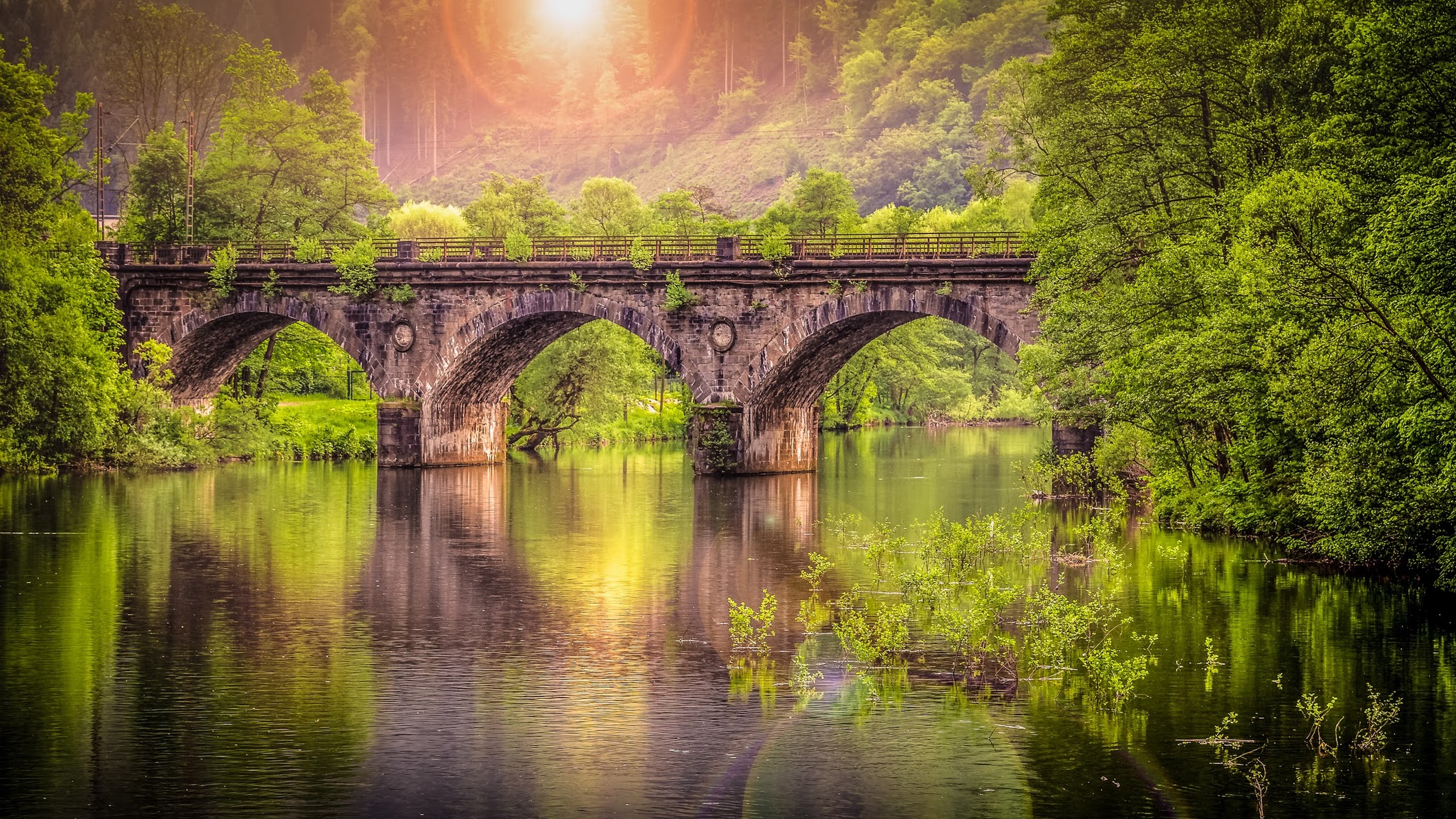 Forest Bridge HD Wallpaper | Background Image | 2560x1440  