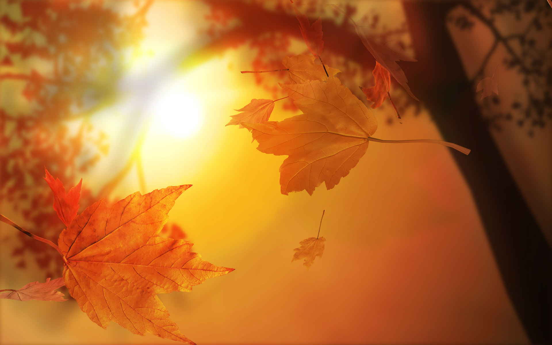 Autumn leaves falling against a warm sunset backdrop for a tranquil HD desktop wallpaper.
