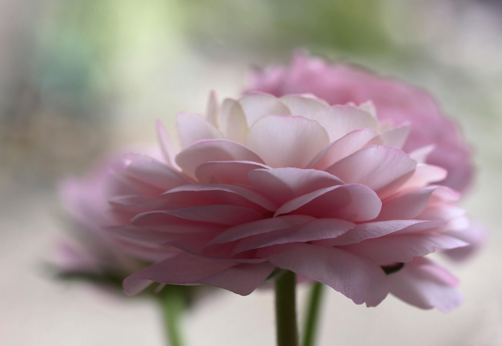 Nature Buttercup HD Wallpaper | Background Image