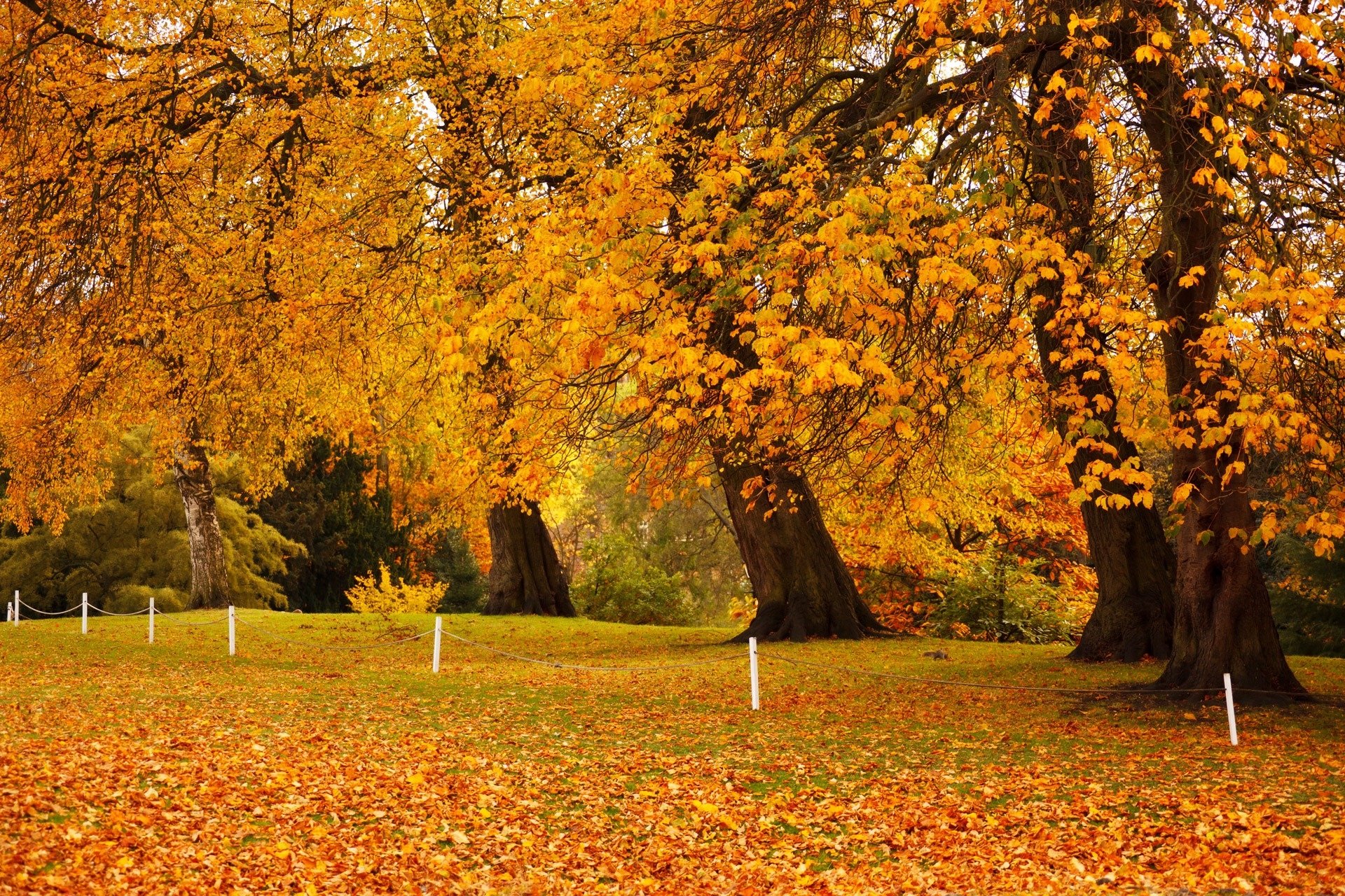 Fall trees. Красивая Золотая осень. Осенняя пора. Осеннее дерево на черном фоне. Обои на рабочий стол дерево.
