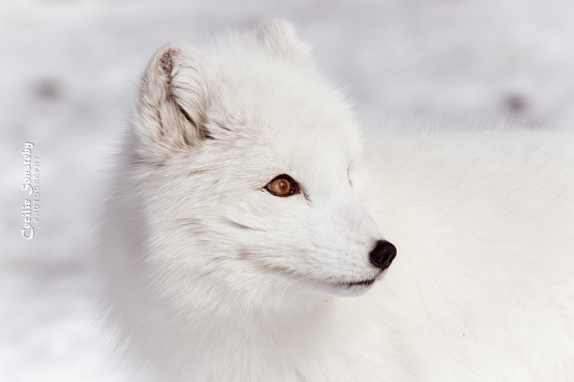 White arctic fox face close-up with amber eye on a snowy backdrop — 2K Quad HD PC desktop wallpaper background