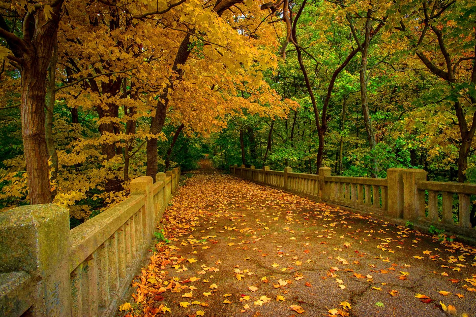 Download Tree Fall Bridge Photography Park HD Wallpaper