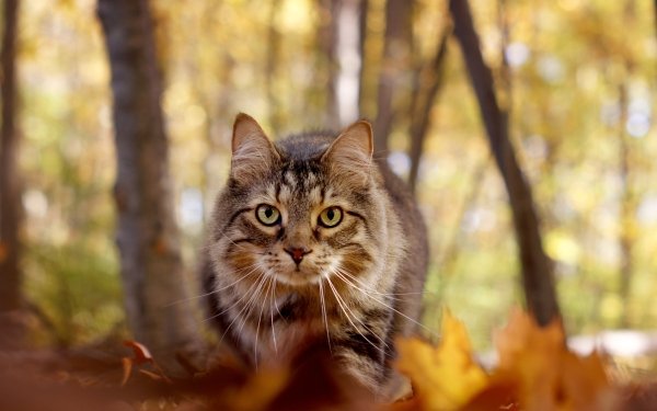 Animal Cat Cats Stare Depth Of Field HD Wallpaper | Background Image