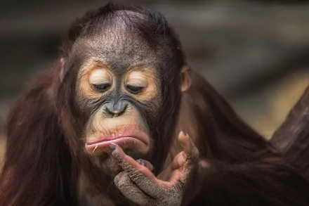 primate monkey Animal Orangutan HD Desktop Wallpaper | Background Image