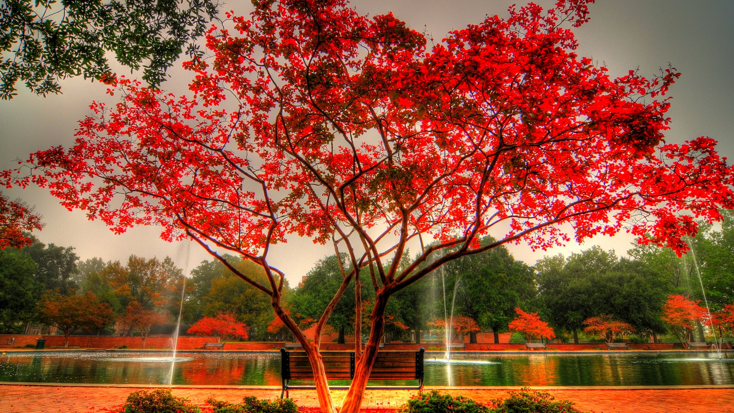 Red Autumn Tree