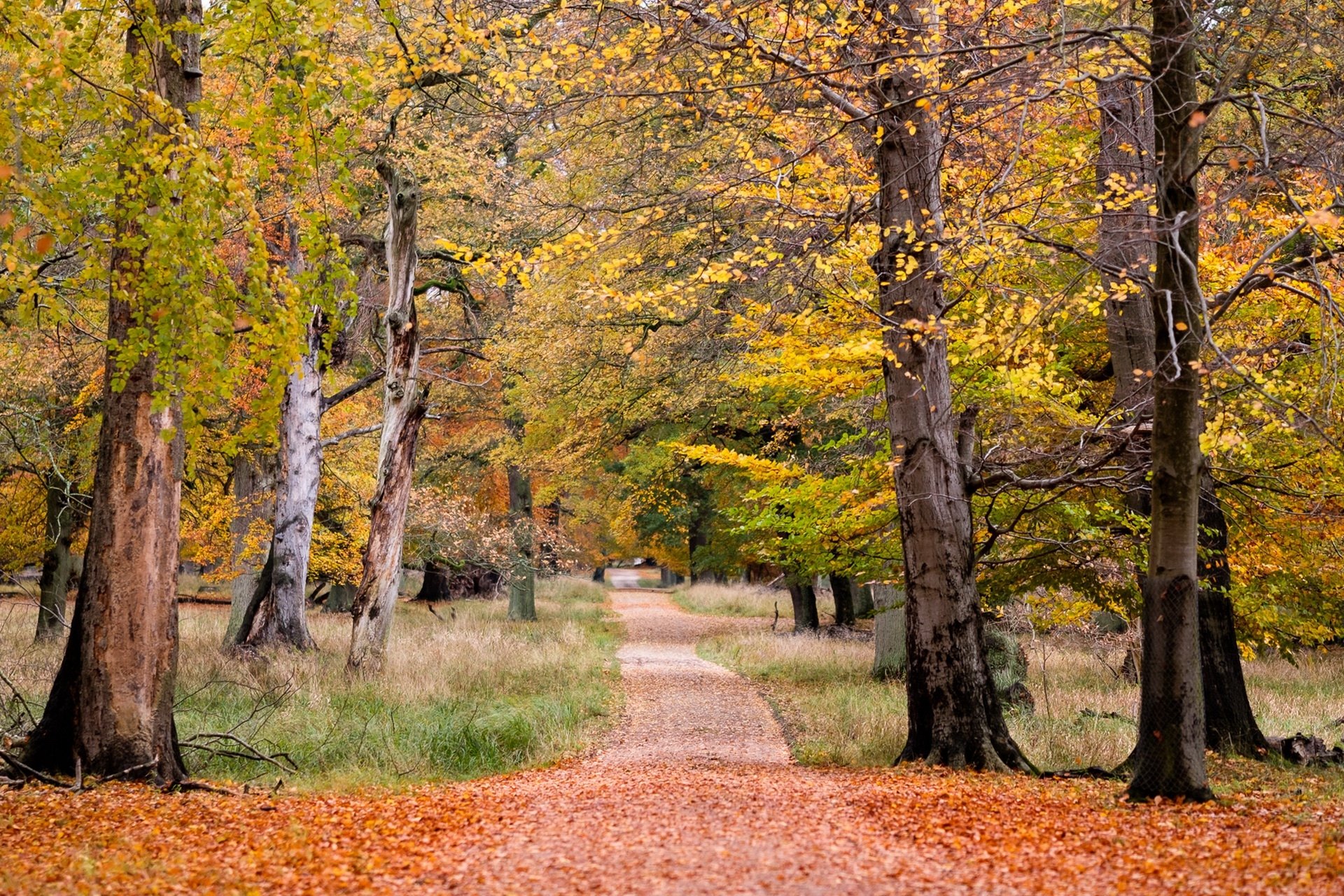 Download Dirt Road Fall Tree Nature Path HD Wallpaper