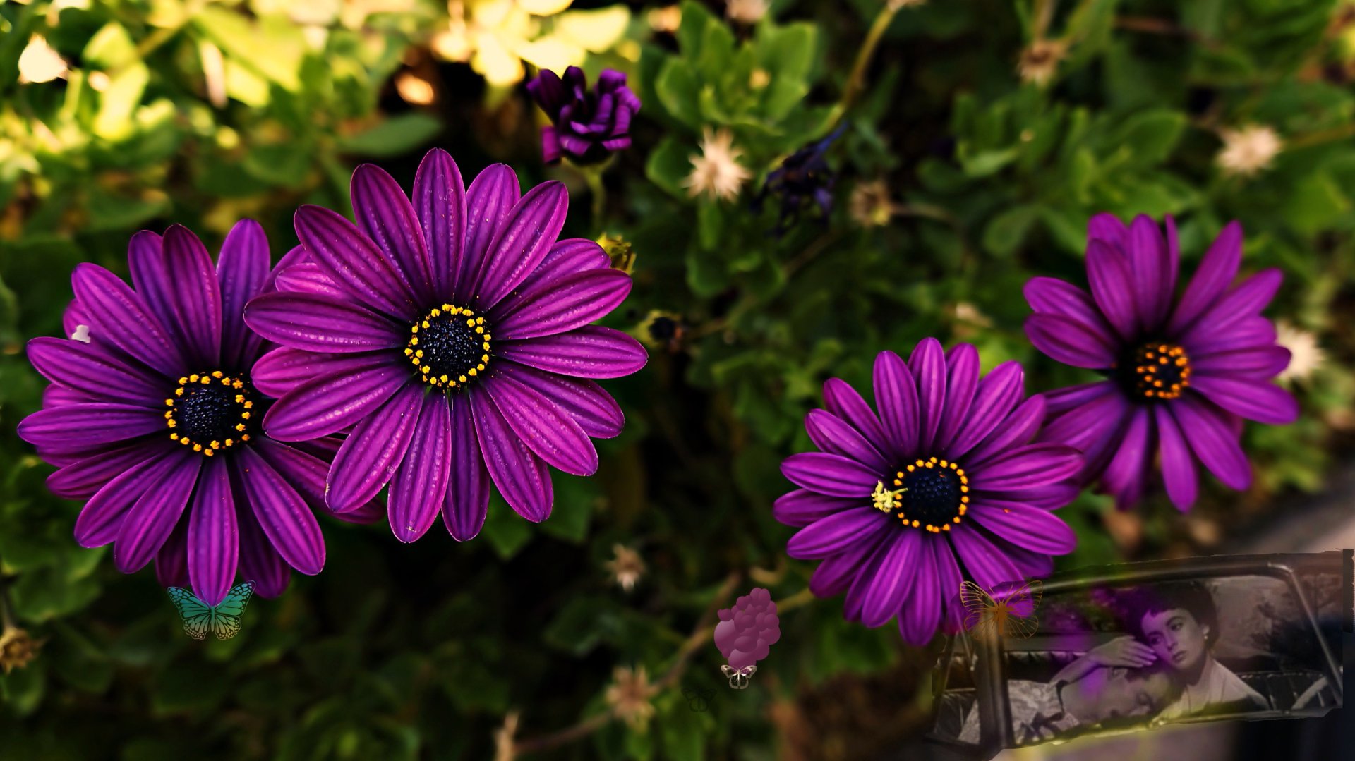 Download Purple Flower Flower Nature Daisy  HD Wallpaper