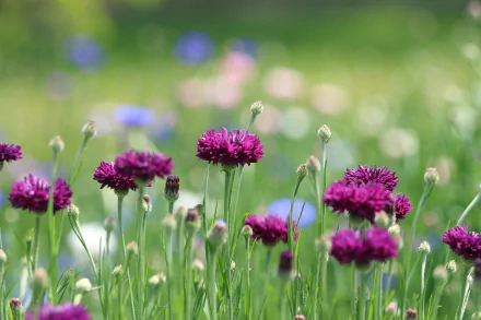 bokeh purple flower nature flower cornflower HD Desktop Wallpaper | Background Image