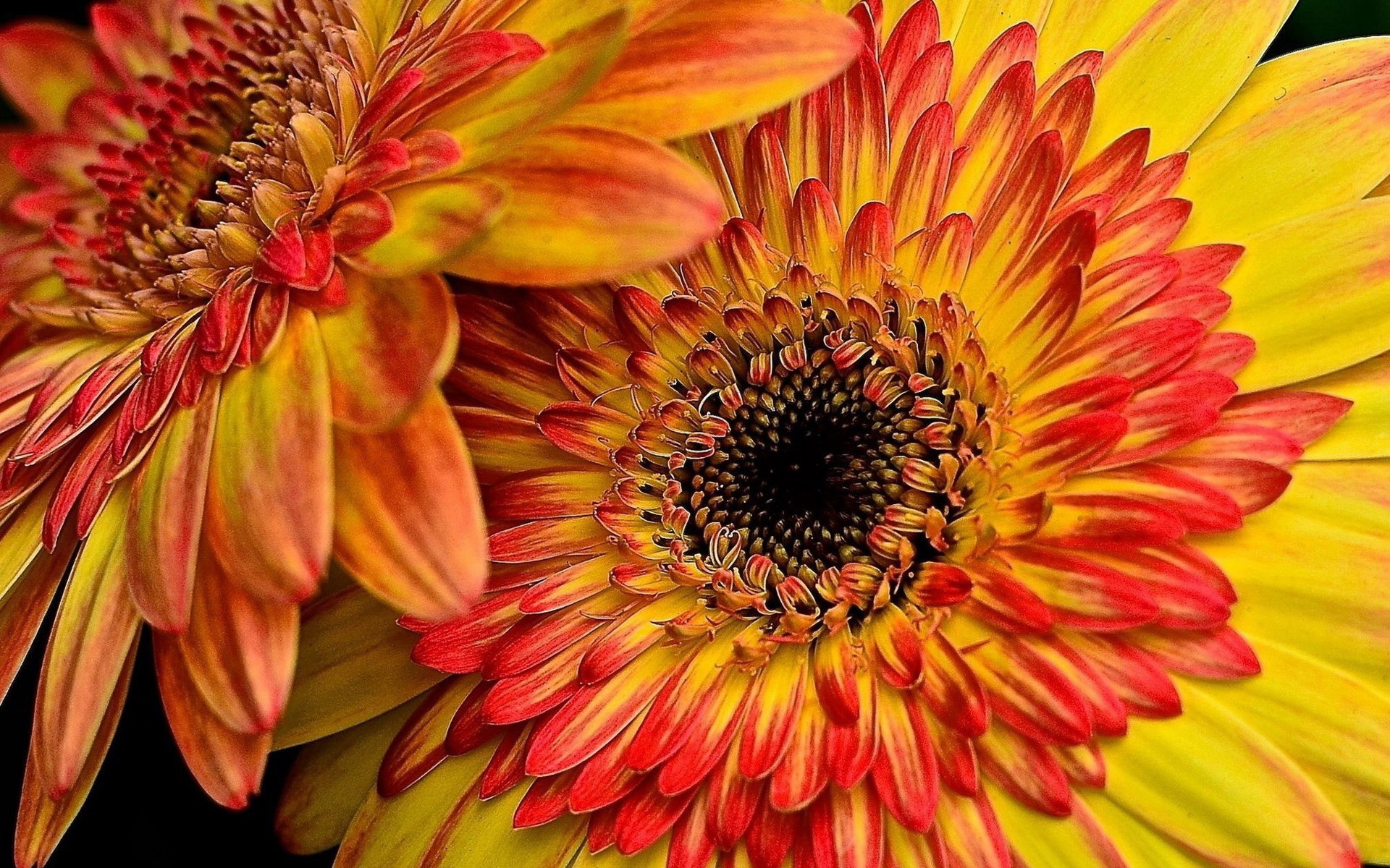 Orange and Yellow Gerberas