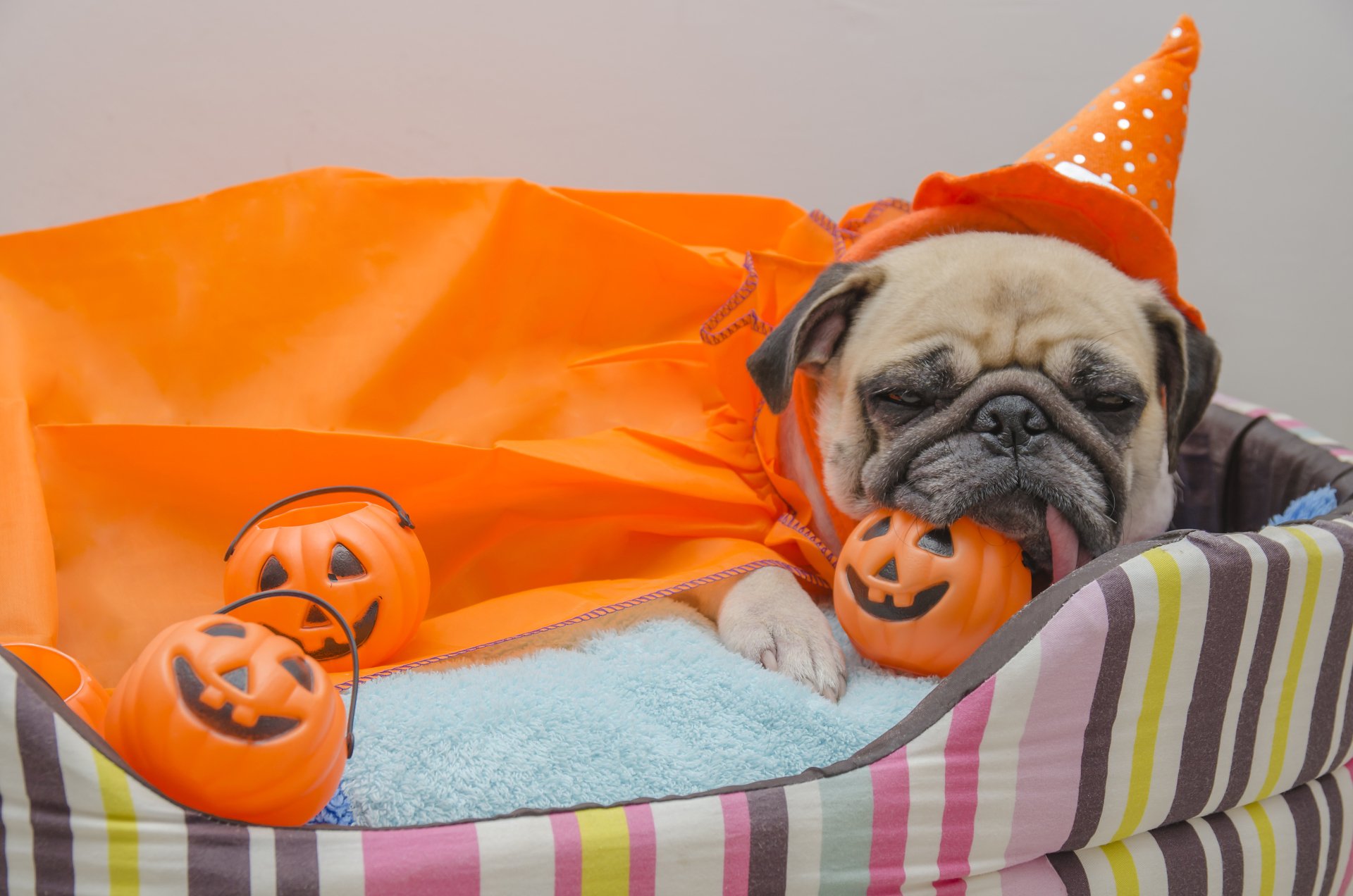 A pug dressed in an orange Halloween costume lies on a striped pet bed, surrounded by small pumpkin decorations in a 4K Ultra HD Halloween-themed desktop wallpaper.