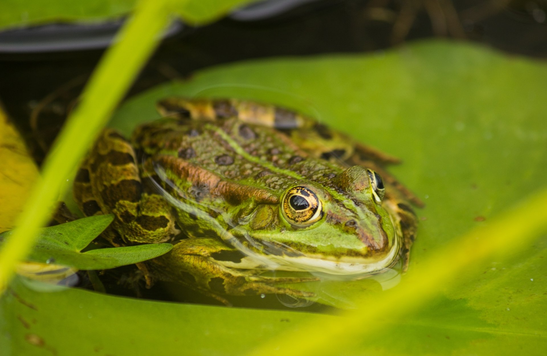 Download Green Leaf Water Amphibian Animal Frog  4k Ultra HD Wallpaper