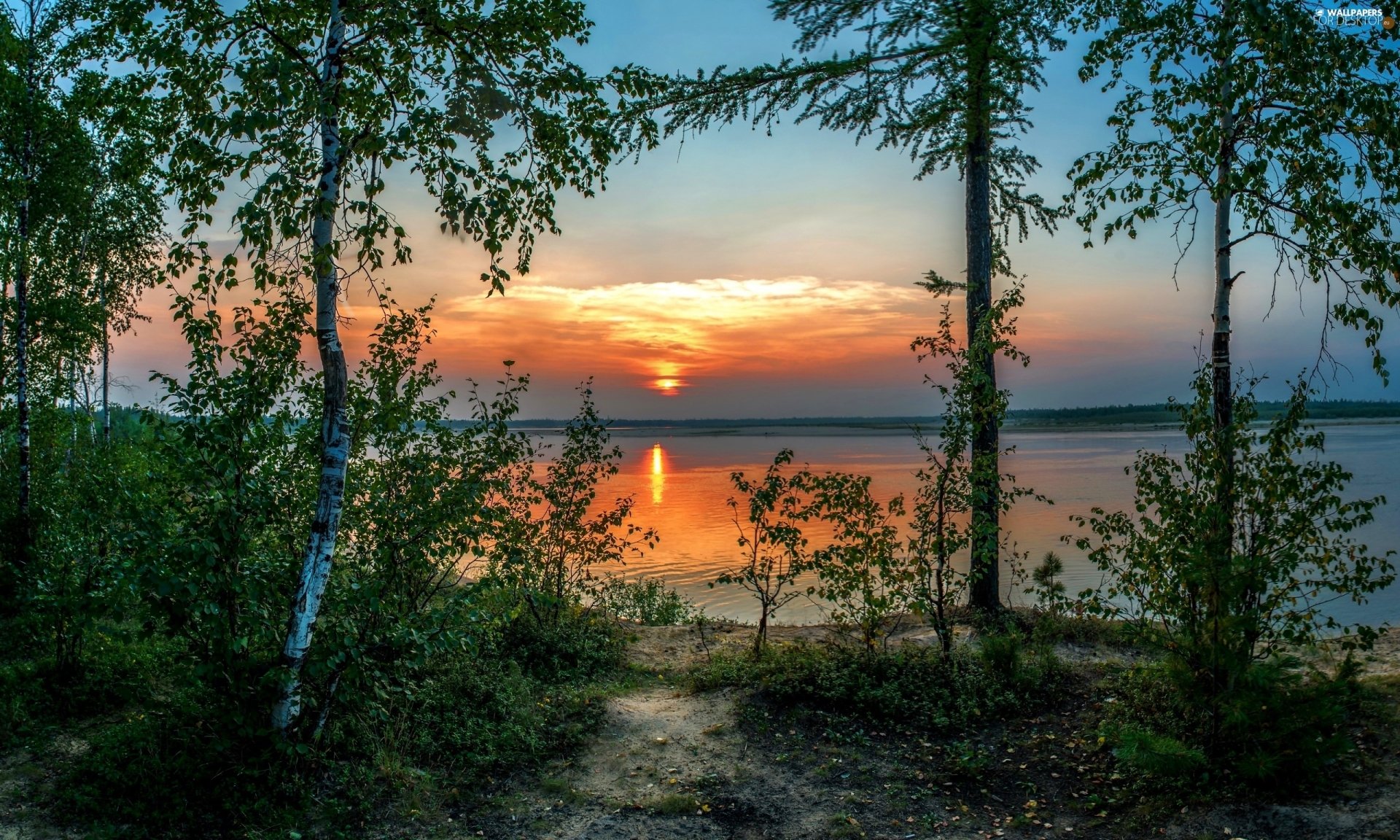 Download Sunset Birch Tree Nature Lake HD Wallpaper