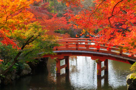 A vibrant 4K Ultra HD image of a red man-made bridge surrounded by fiery fall foliage in a serene Japanese garden.