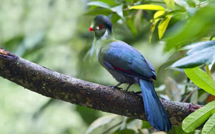 Vibrant turaco bird perched on a mossy branch among green leaves, an animal portrait in an HD PC desktop wallpaper background.