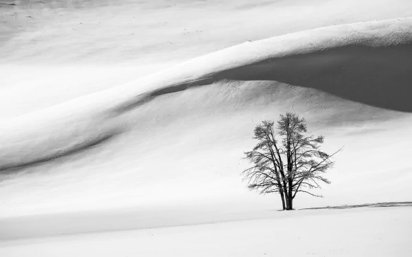 Black and white 4K Ultra HD desktop wallpaper featuring a lone tree standing in a vast desert landscape with smooth sand dunes.