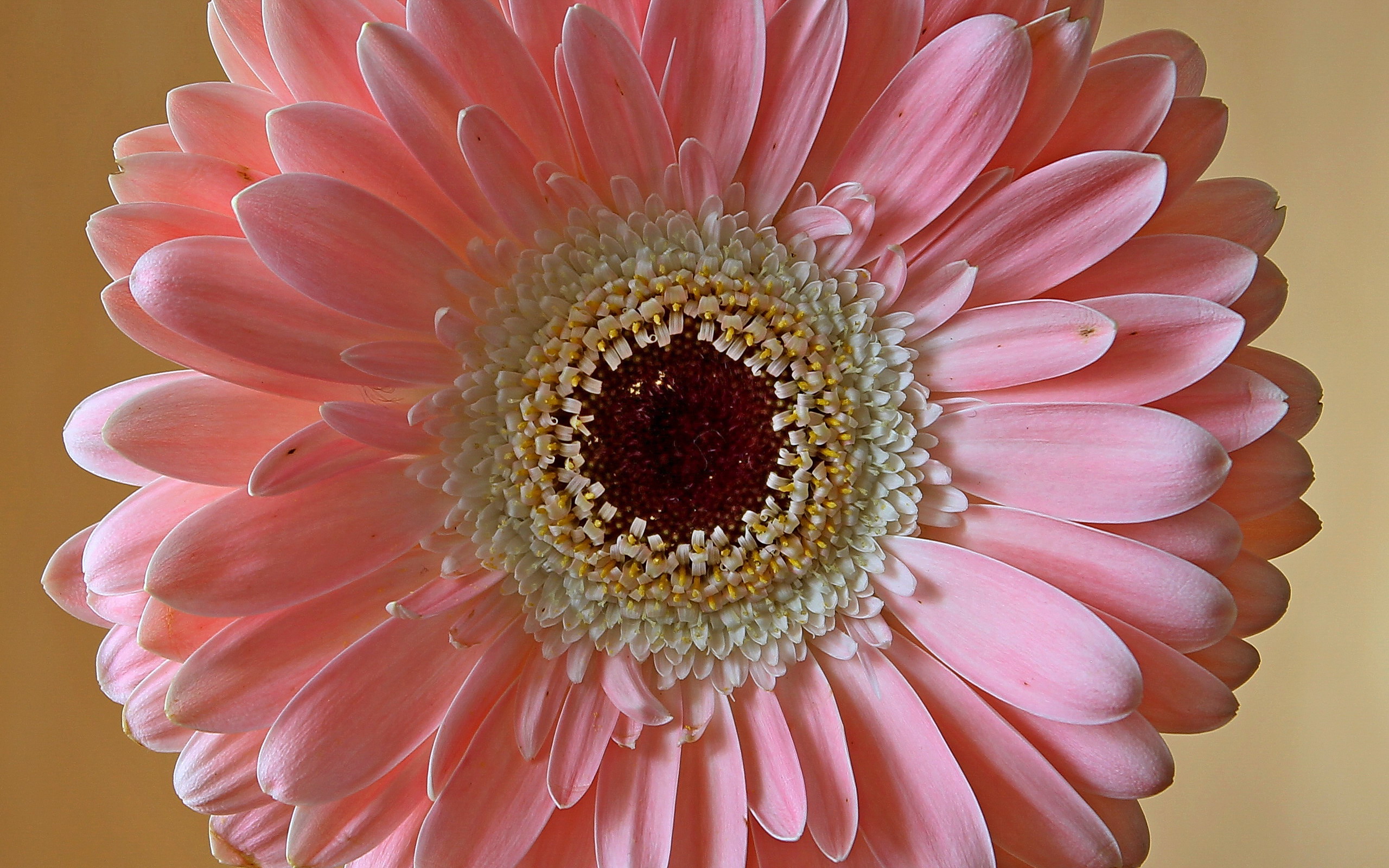Download Pink Flower Flower Nature Gerbera HD Wallpaper
