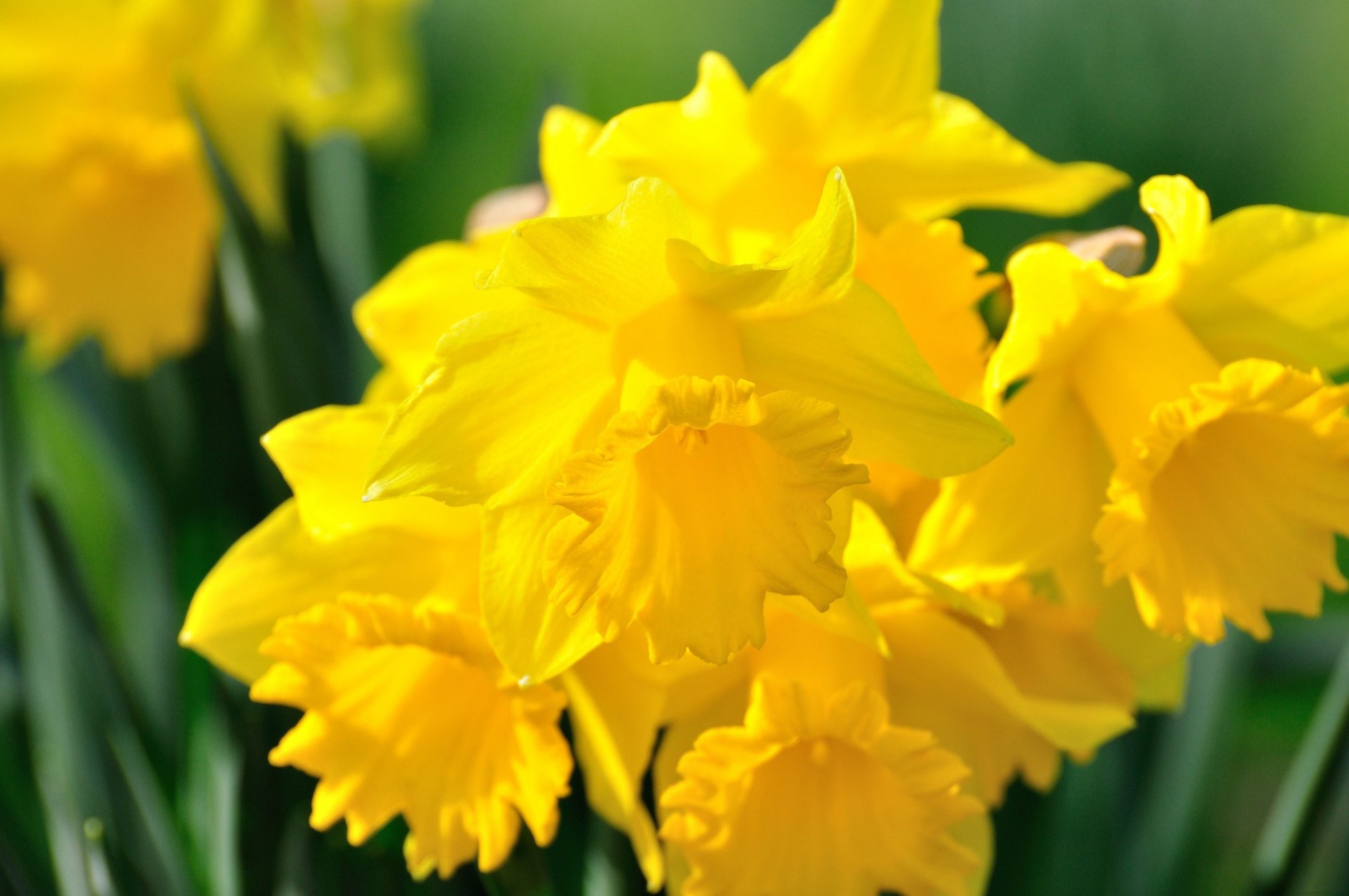 Download Nature Yellow Flower Flower Daffodil HD Wallpaper