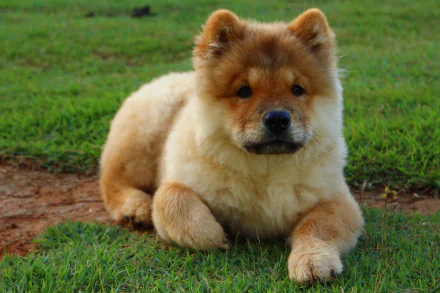 HD desktop wallpaper featuring a fluffy Chow Chow puppy resting on grass, showcasing the adorable charm of this baby dog in a natural outdoor setting.