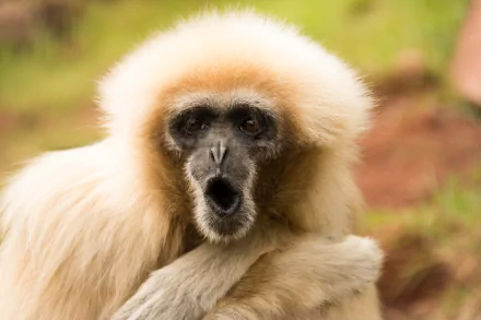 A close-up of a white-furred monkey primate with a black face, captured in 4K Ultra HD quality, set against a natural green and brown background.
