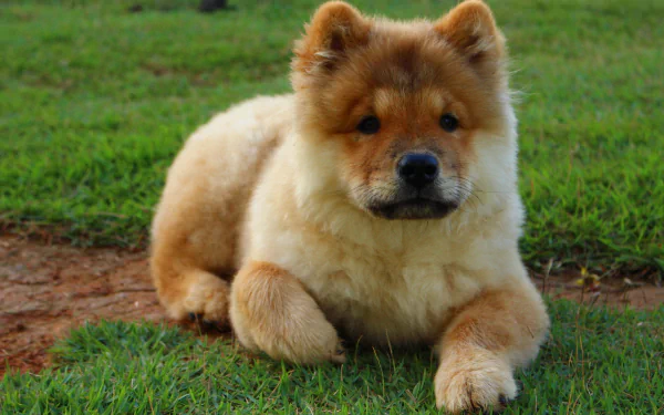 HD desktop wallpaper featuring a fluffy Chow Chow puppy resting on grass, showcasing the adorable charm of this baby dog in a natural outdoor setting.
