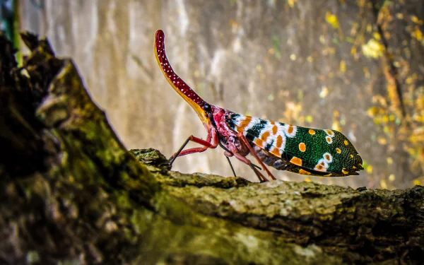 insect Animal Planthopper HD Desktop Wallpaper | Background Image