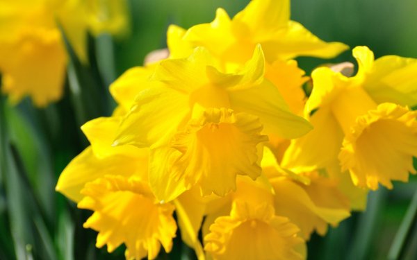 Nature Daffodil Flowers Flower Yellow Flower HD Wallpaper | Background Image