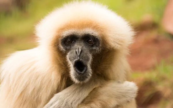 A close-up of a white-furred monkey primate with a black face, captured in 4K Ultra HD quality, set against a natural green and brown background.