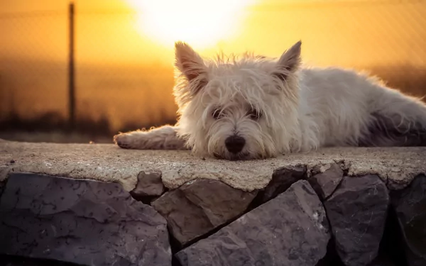 lying down sunset dog terrier Animal west highland white terrier HD Desktop Wallpaper | Background Image